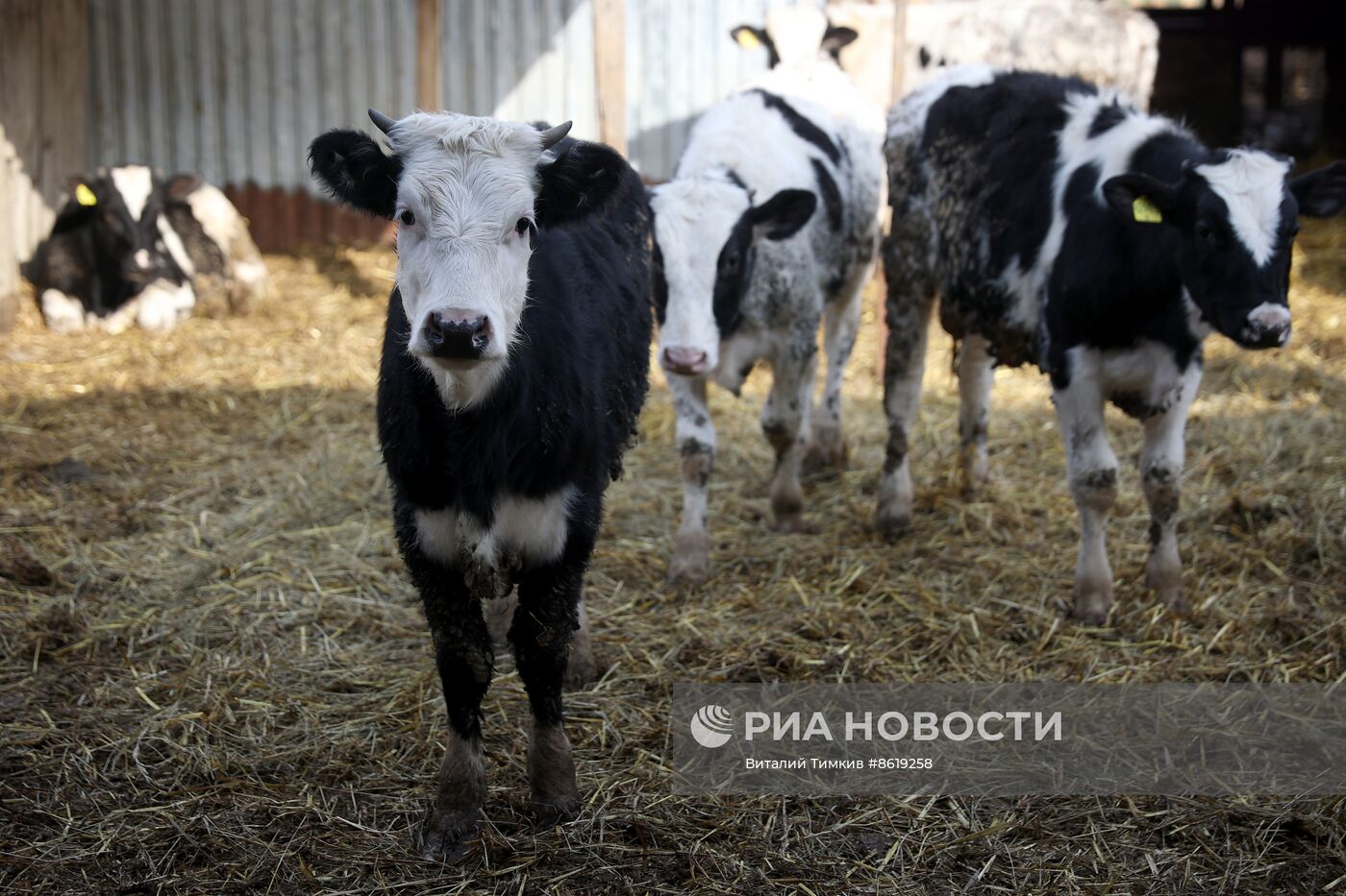 Животноводческое хозяйство в Краснодарском крае