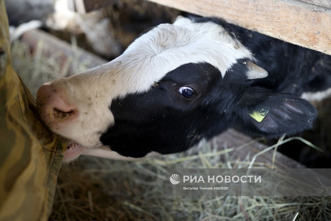 Животноводческое хозяйство в Краснодарском крае