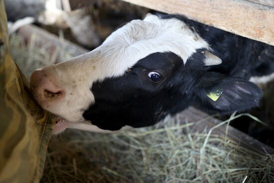 Животноводческое хозяйство в Краснодарском крае