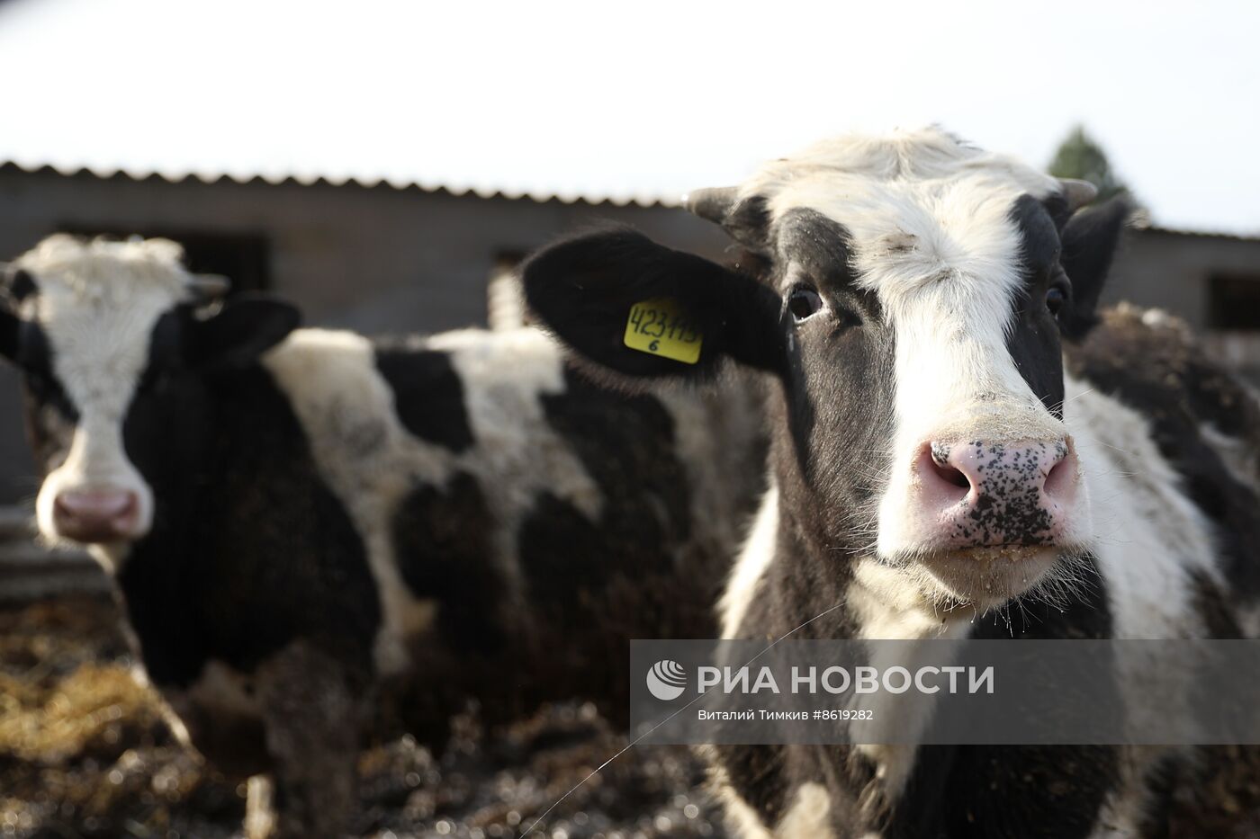 Животноводческое хозяйство в Краснодарском крае