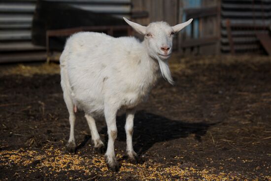 Животноводческое хозяйство в Краснодарском крае