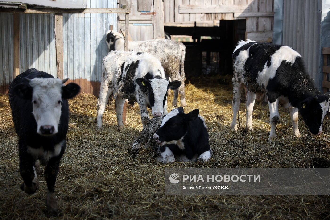 Животноводческое хозяйство в Краснодарском крае