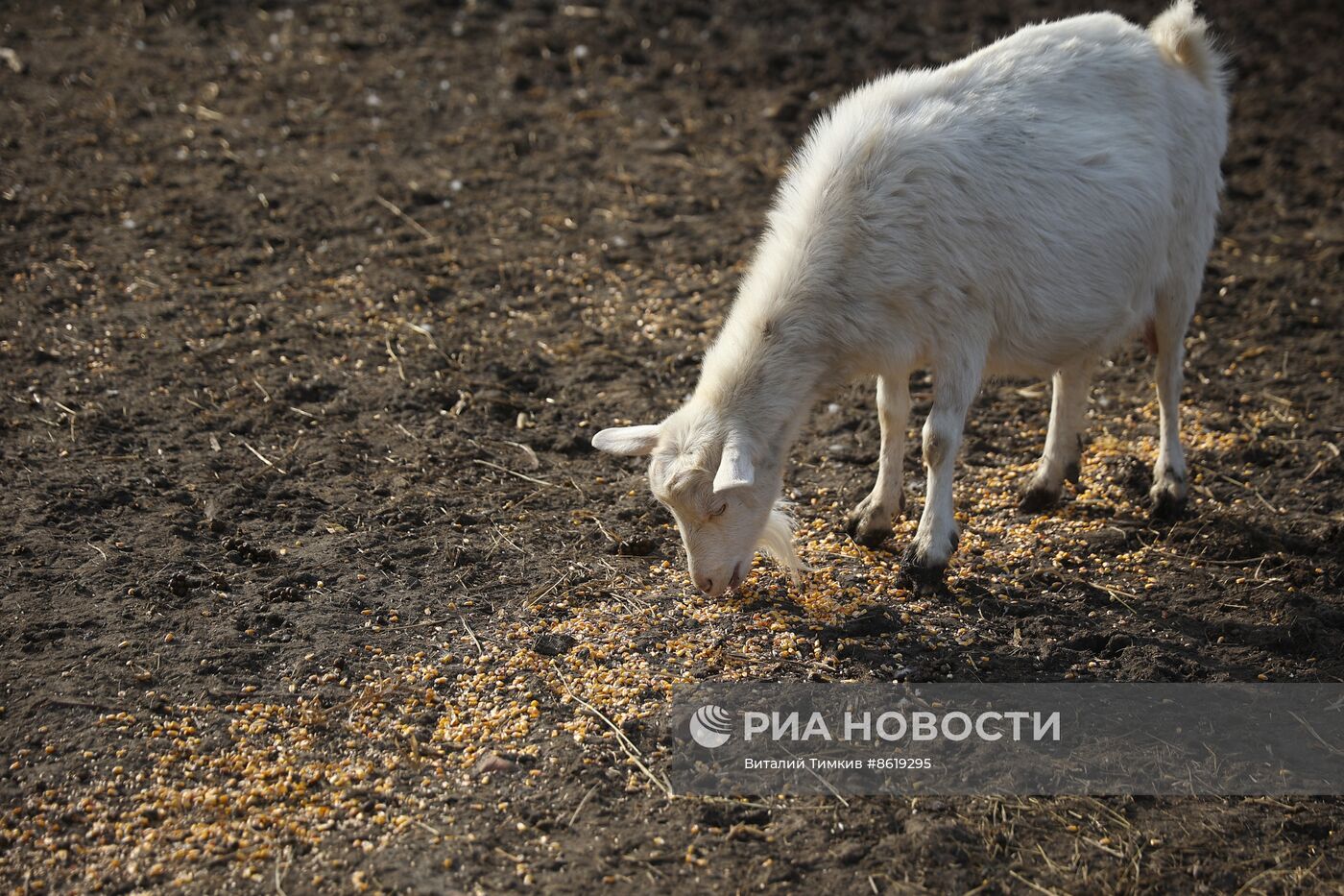 Животноводческое хозяйство в Краснодарском крае