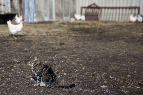 Животноводческое хозяйство в Краснодарском крае