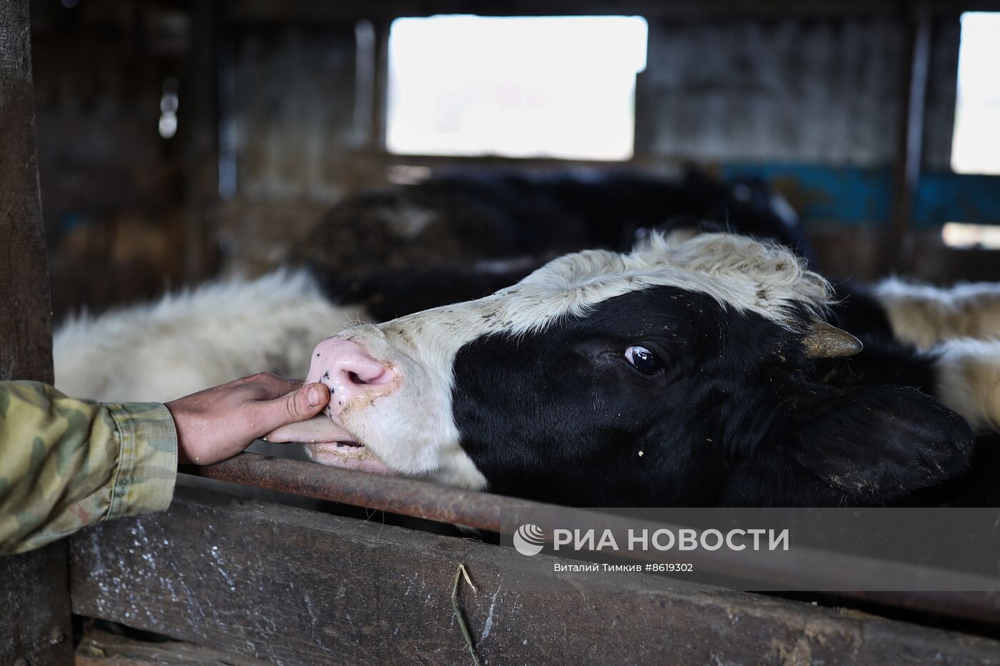 Животноводческое хозяйство в Краснодарском крае