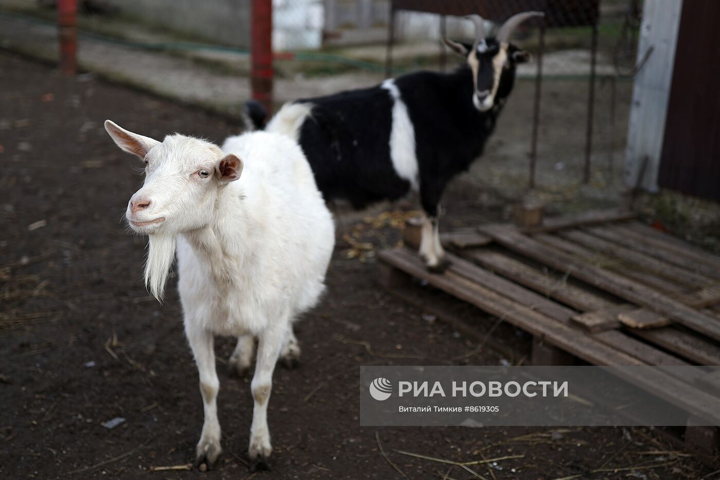 Животноводческое хозяйство в Краснодарском крае