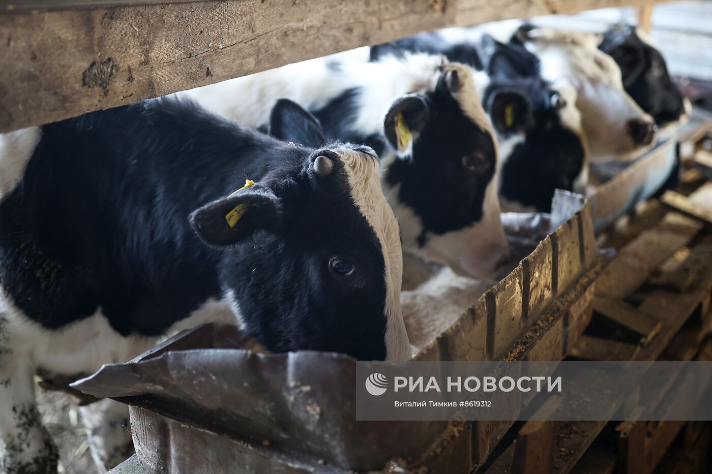 Животноводческое хозяйство в Краснодарском крае