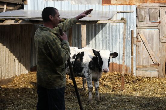 Животноводческое хозяйство в Краснодарском крае