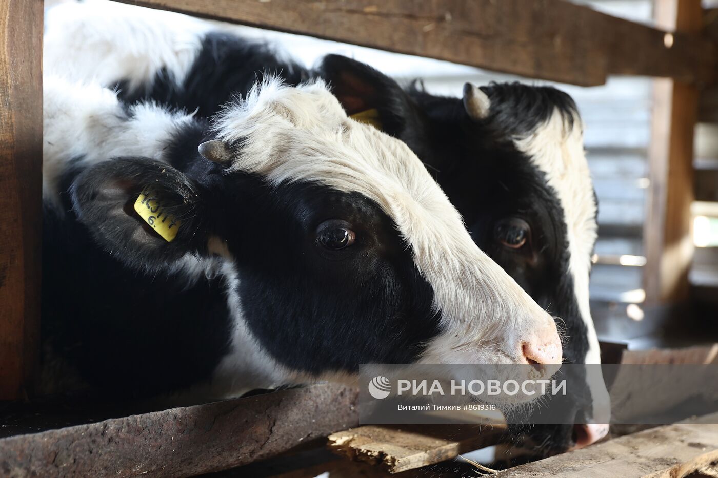 Животноводческое хозяйство в Краснодарском крае