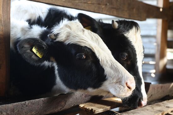 Животноводческое хозяйство в Краснодарском крае