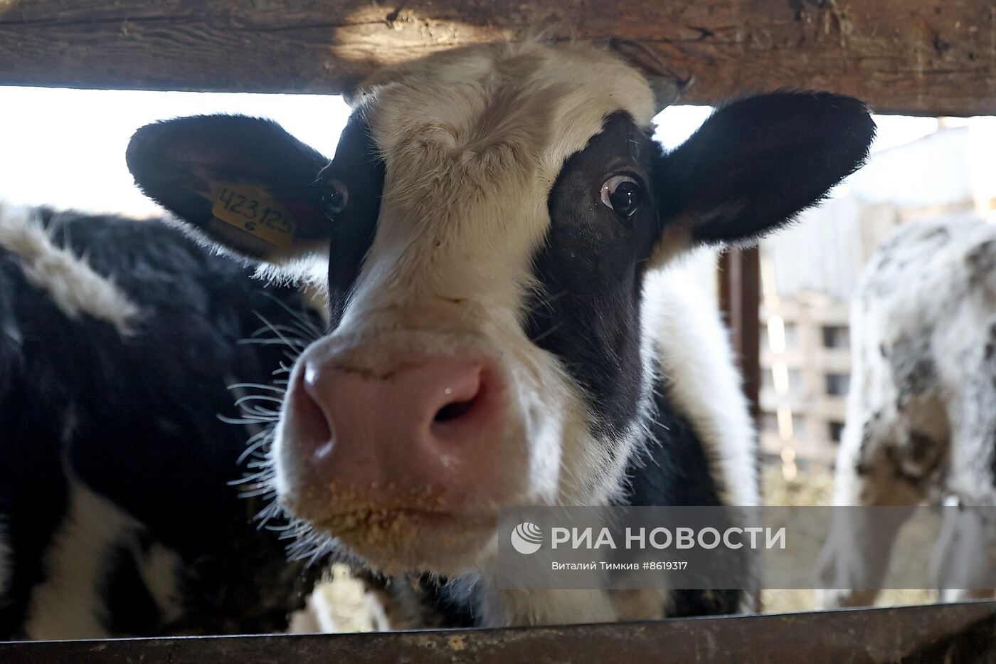 Животноводческое хозяйство в Краснодарском крае