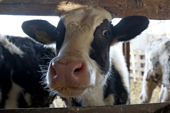 Животноводческое хозяйство в Краснодарском крае