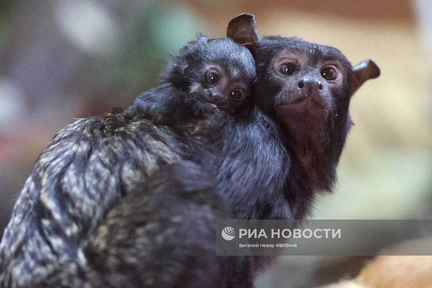 В Калининградском зоопарке впервые родился краснорукий тамарин