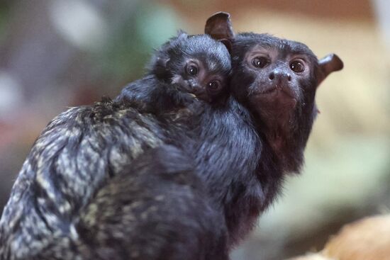 В Калининградском зоопарке впервые родился краснорукий тамарин