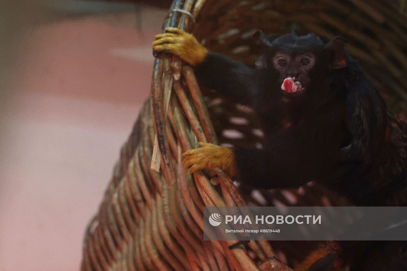 В Калининградском зоопарке впервые родился краснорукий тамарин