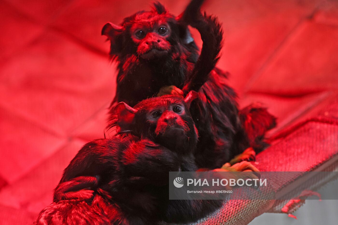 В Калининградском зоопарке впервые родился краснорукий тамарин