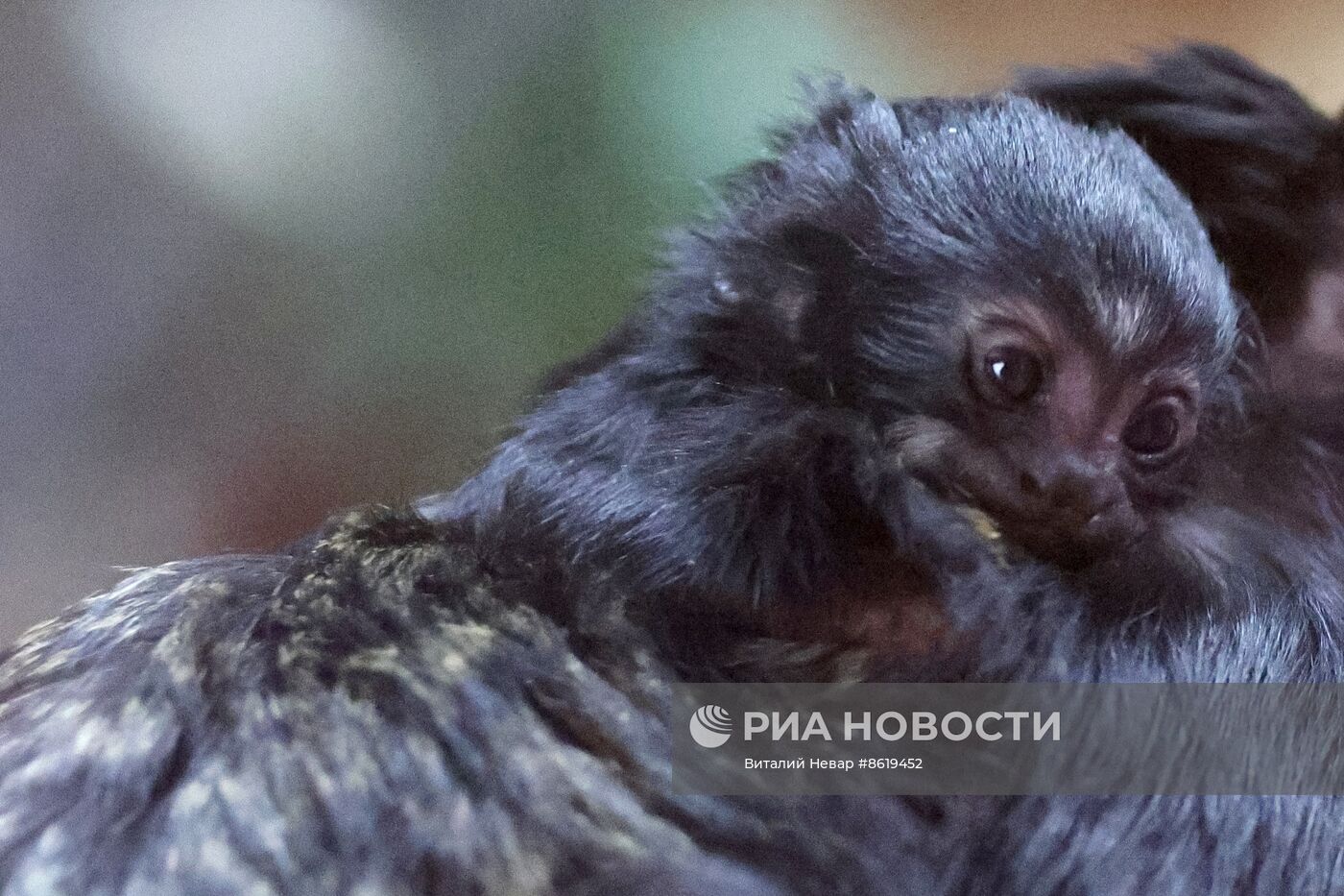 В Калининградском зоопарке впервые родился краснорукий тамарин