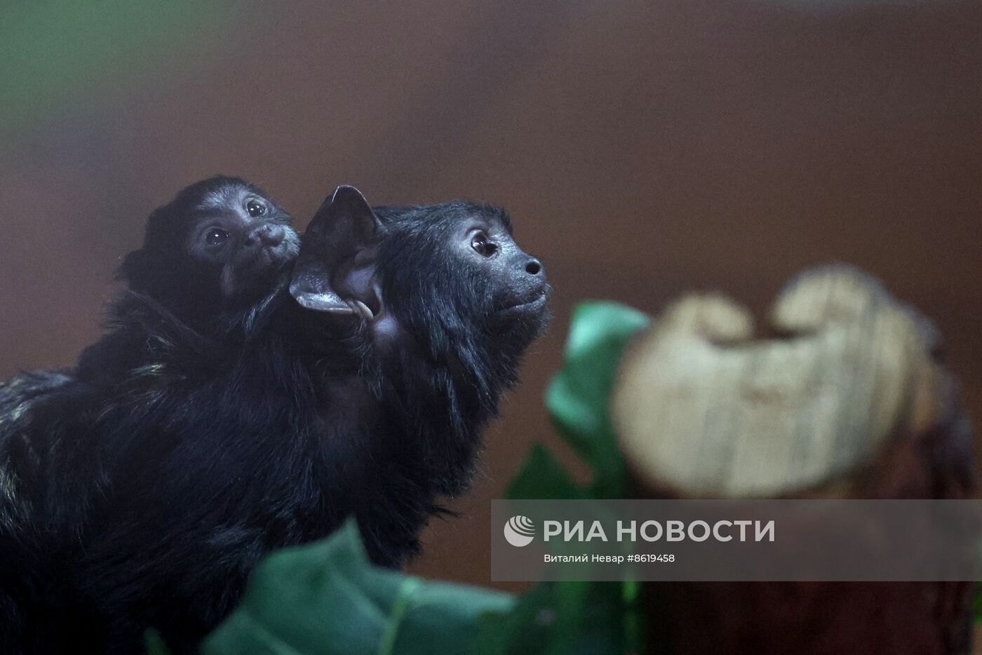В Калининградском зоопарке впервые родился краснорукий тамарин