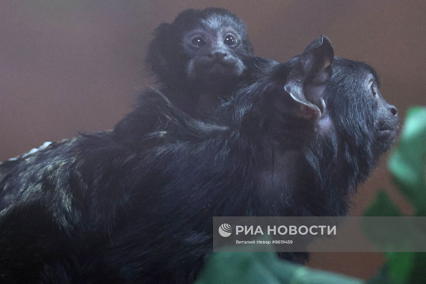 В Калининградском зоопарке впервые родился краснорукий тамарин