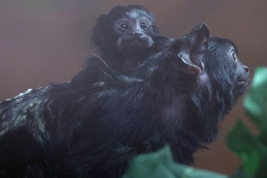 В Калининградском зоопарке впервые родился краснорукий тамарин