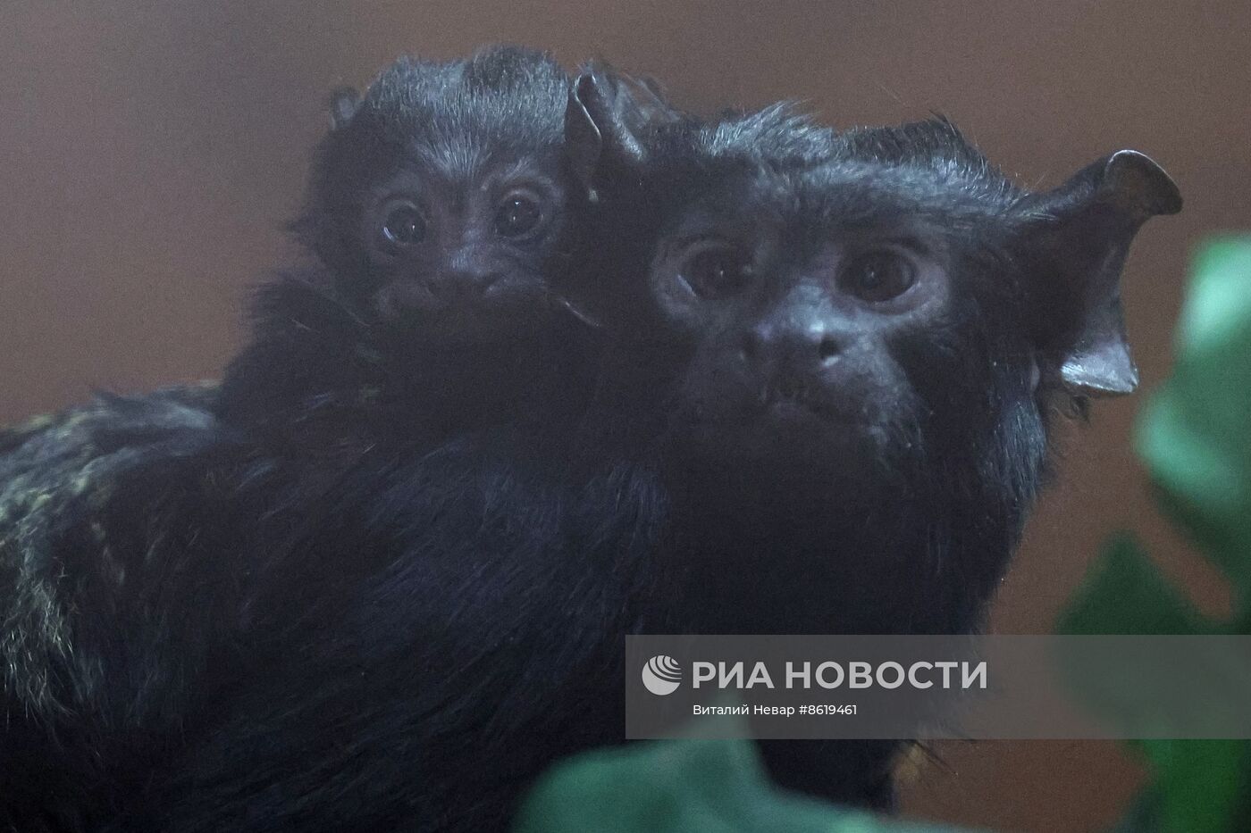 В Калининградском зоопарке впервые родился краснорукий тамарин