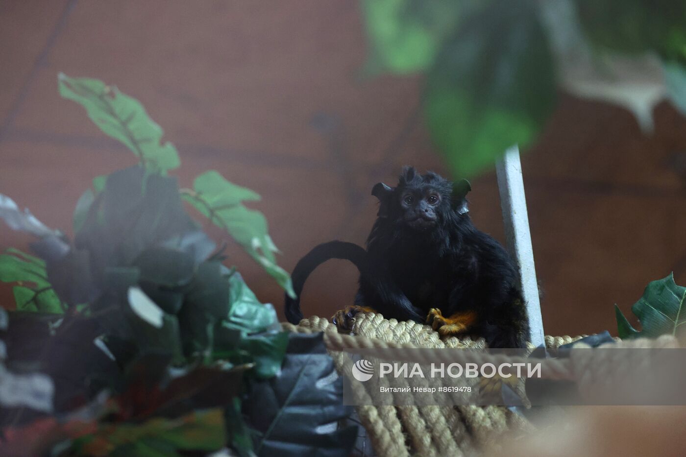 В Калининградском зоопарке впервые родился краснорукий тамарин