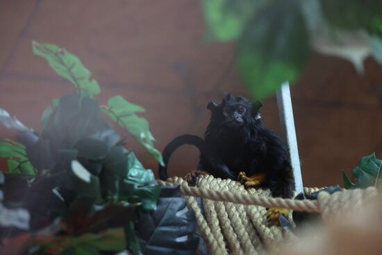 В Калининградском зоопарке впервые родился краснорукий тамарин