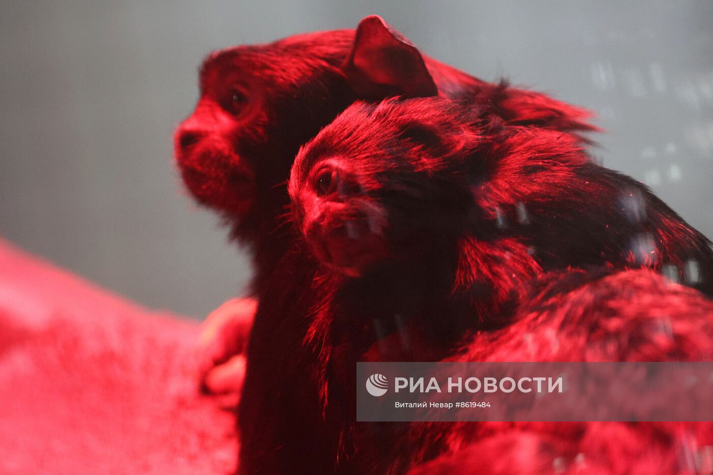 В Калининградском зоопарке впервые родился краснорукий тамарин