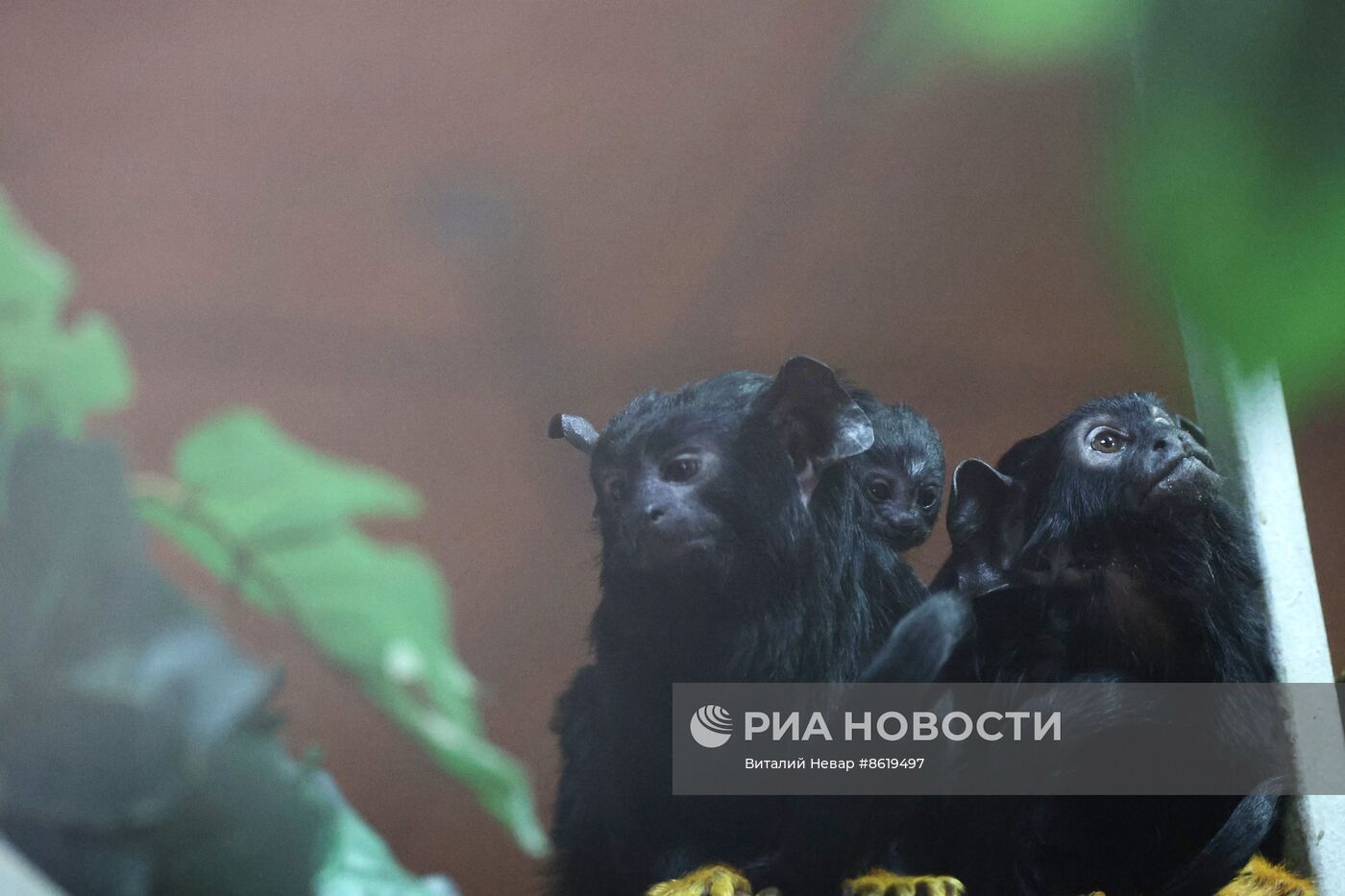 В Калининградском зоопарке впервые родился краснорукий тамарин