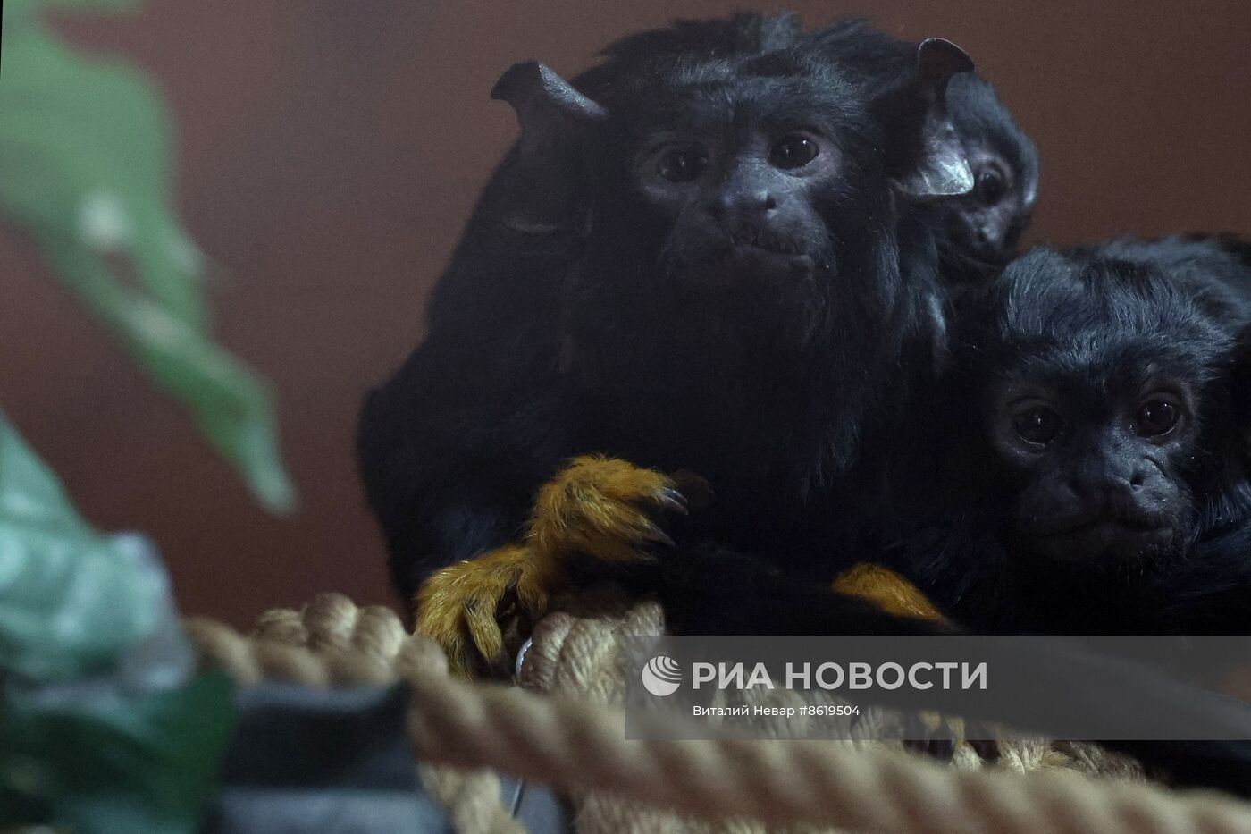 В Калининградском зоопарке впервые родился краснорукий тамарин