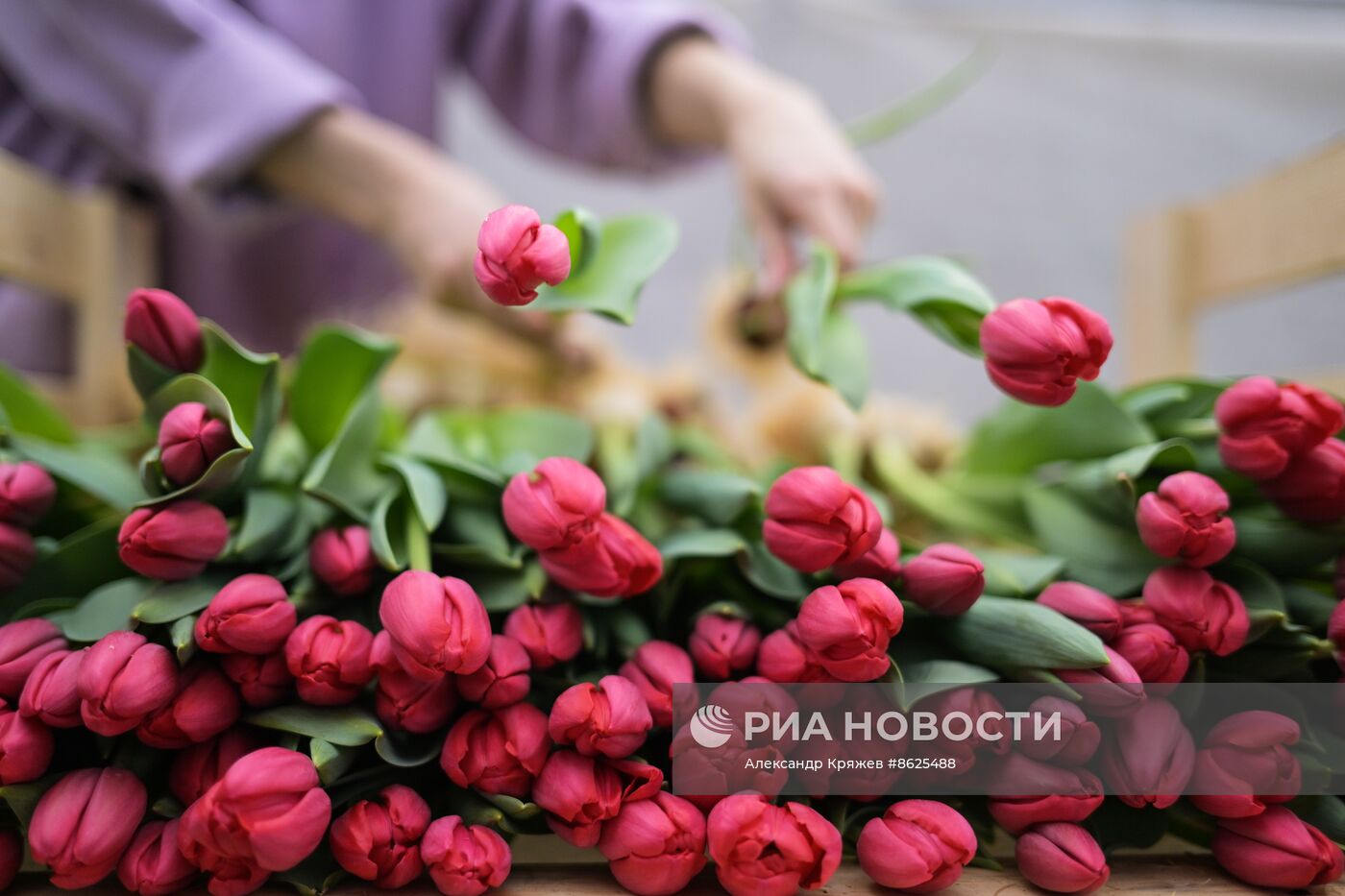 Выращивание тюльпанов к 8 Марта в Новосибирске