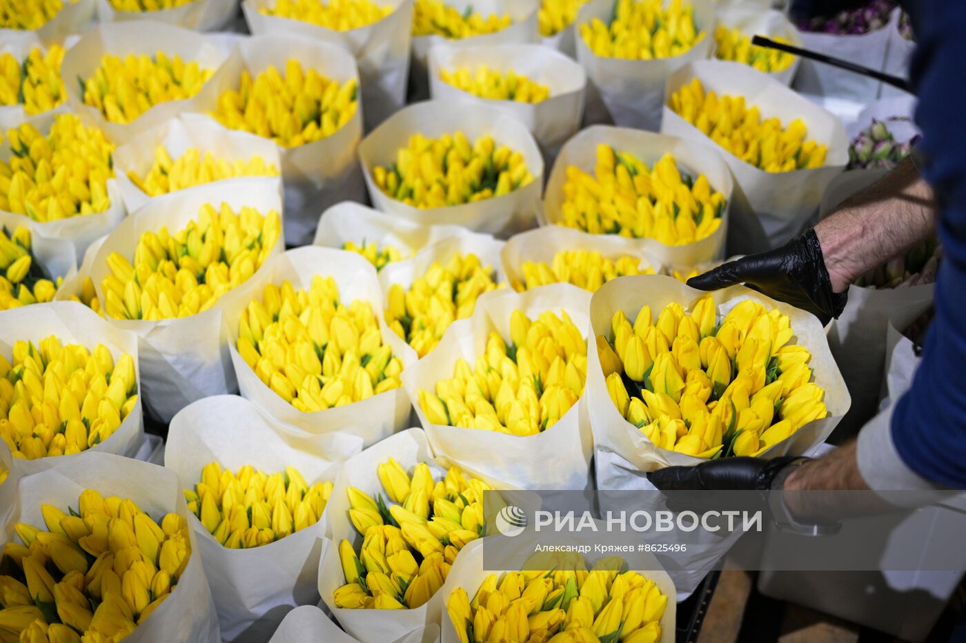 Выращивание тюльпанов к 8 Марта в Новосибирске