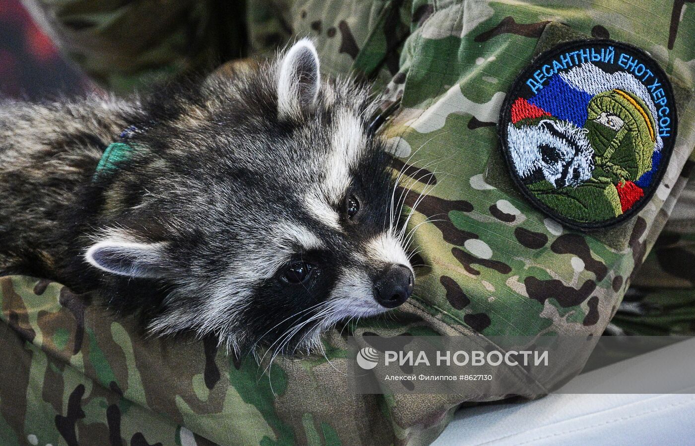 Выставка "Россия". Встреча с легендарным десантным енотом по кличке Херсон