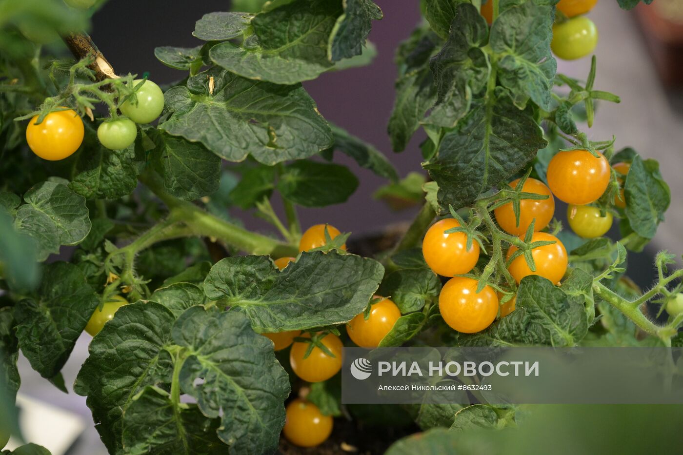 Выставка "Россия". Серия мастер-классов от садовых экспертов