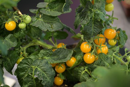 Выставка "Россия". Серия мастер-классов от садовых экспертов