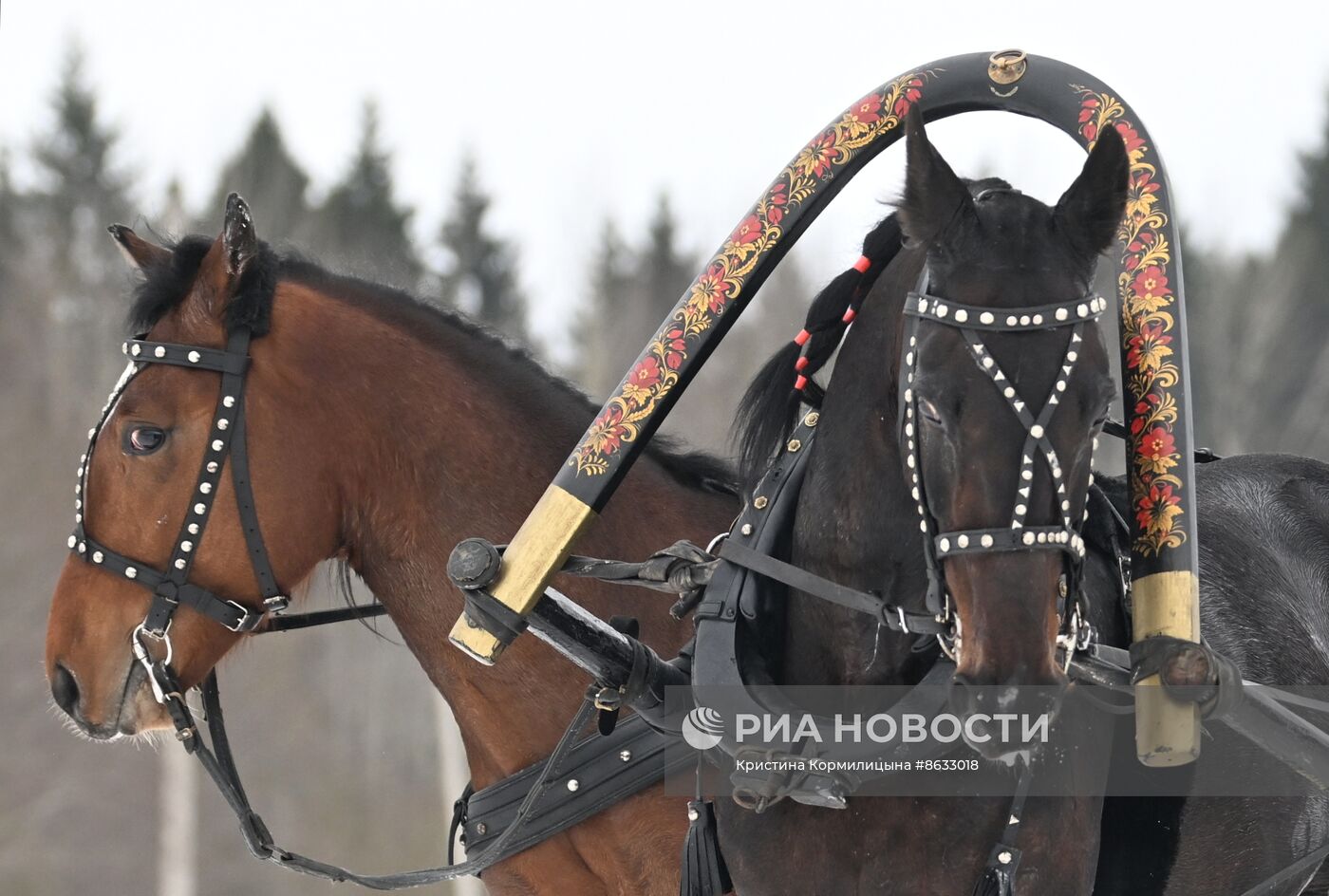 Праздник "Русской тройки" в Вологодской области