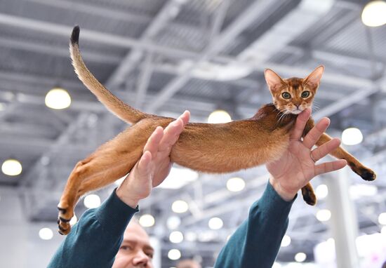 Международная выставка кошек SPRING CAT SHOW в "Крокус Сити Холле"