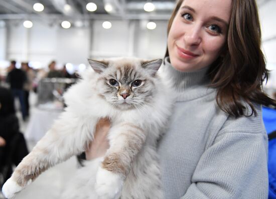 Международная выставка кошек SPRING CAT SHOW в "Крокус Сити Холле"