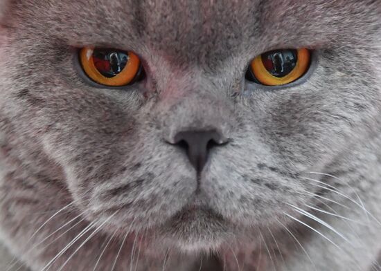 Международная выставка кошек SPRING CAT SHOW в "Крокус Сити Холле"
