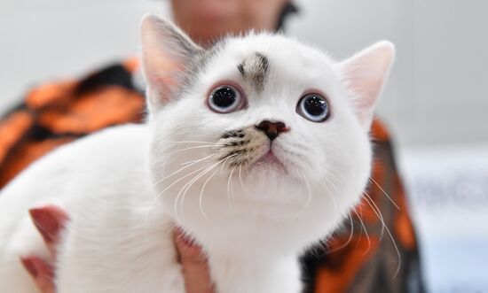 Международная выставка кошек SPRING CAT SHOW в "Крокус Сити Холле"