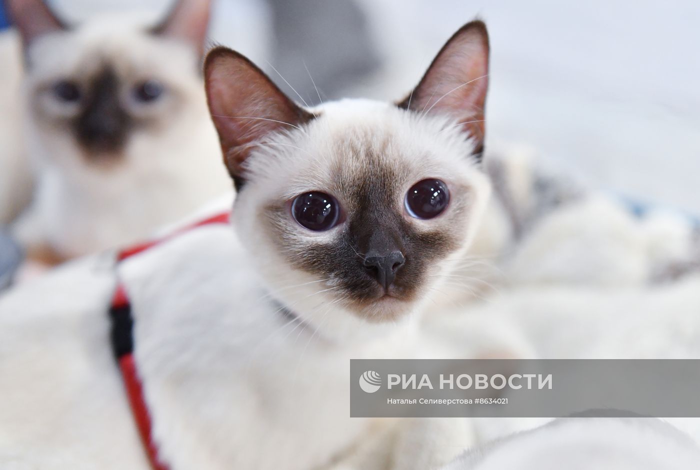 Международная выставка кошек SPRING CAT SHOW в "Крокус Сити Холле"