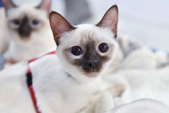 Международная выставка кошек SPRING CAT SHOW в "Крокус Сити Холле"