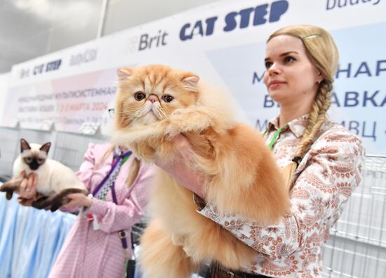 Международная выставка кошек SPRING CAT SHOW в "Крокус Сити Холле"
