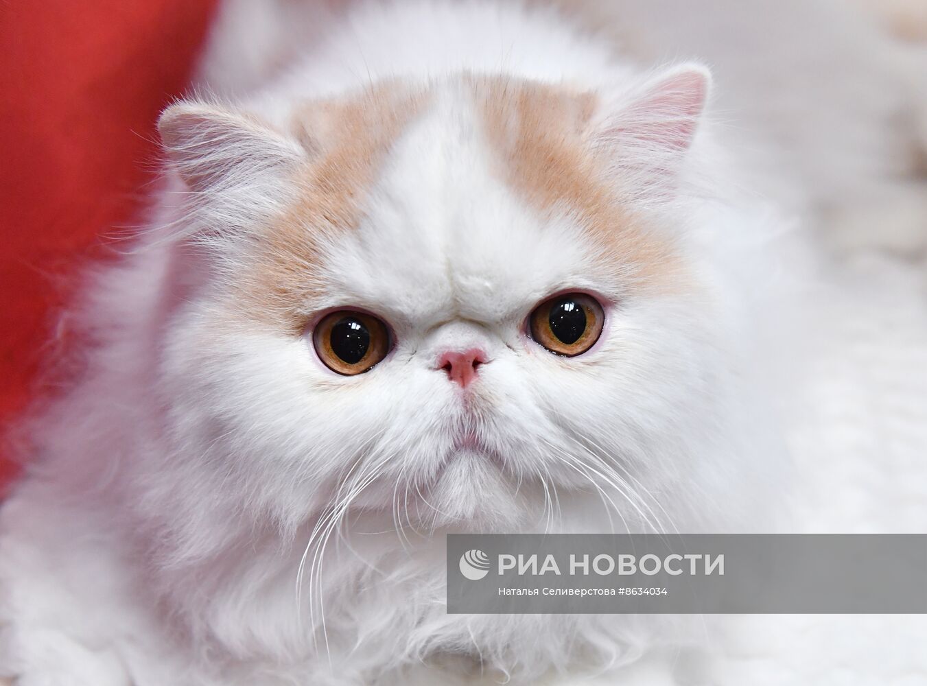 Международная выставка кошек SPRING CAT SHOW в "Крокус Сити Холле"