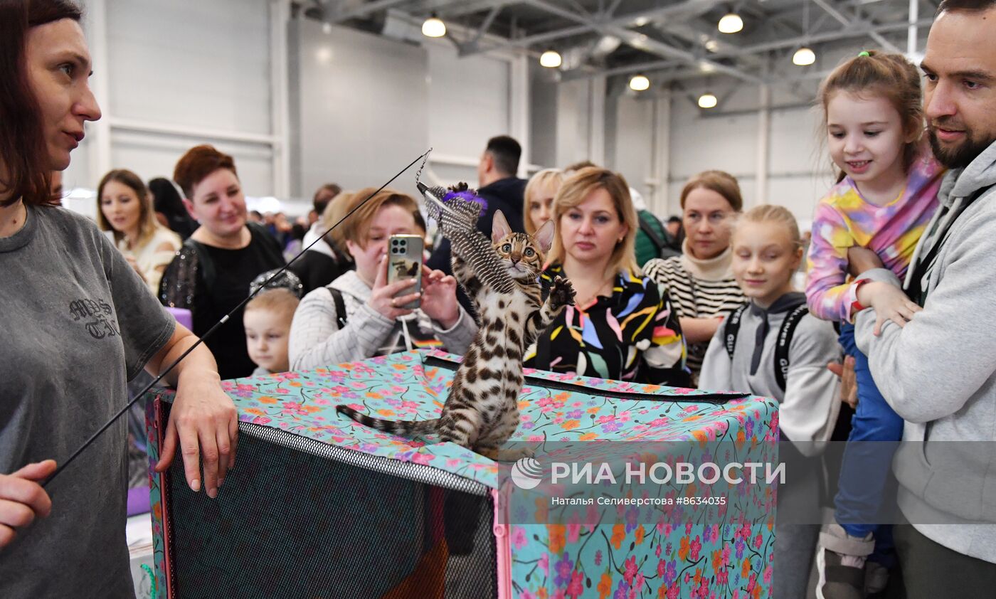 Международная выставка кошек SPRING CAT SHOW в "Крокус Сити Холле"
