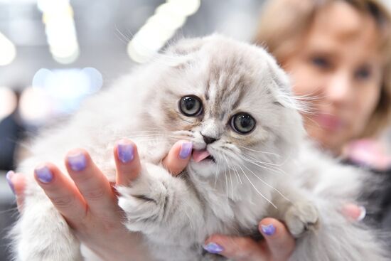 Международная выставка кошек SPRING CAT SHOW в "Крокус Сити Холле"