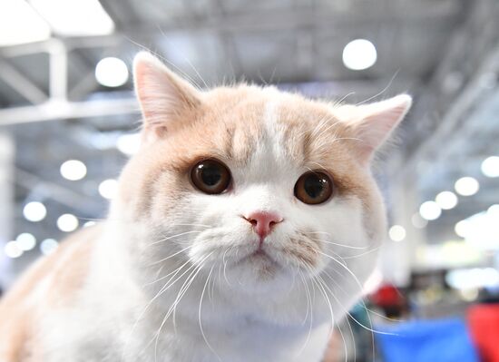 Международная выставка кошек SPRING CAT SHOW в "Крокус Сити Холле"