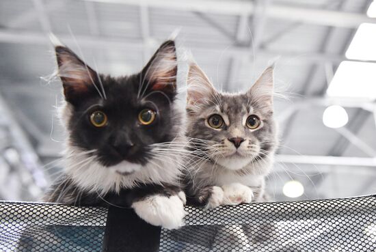 Международная выставка кошек SPRING CAT SHOW в "Крокус Сити Холле"