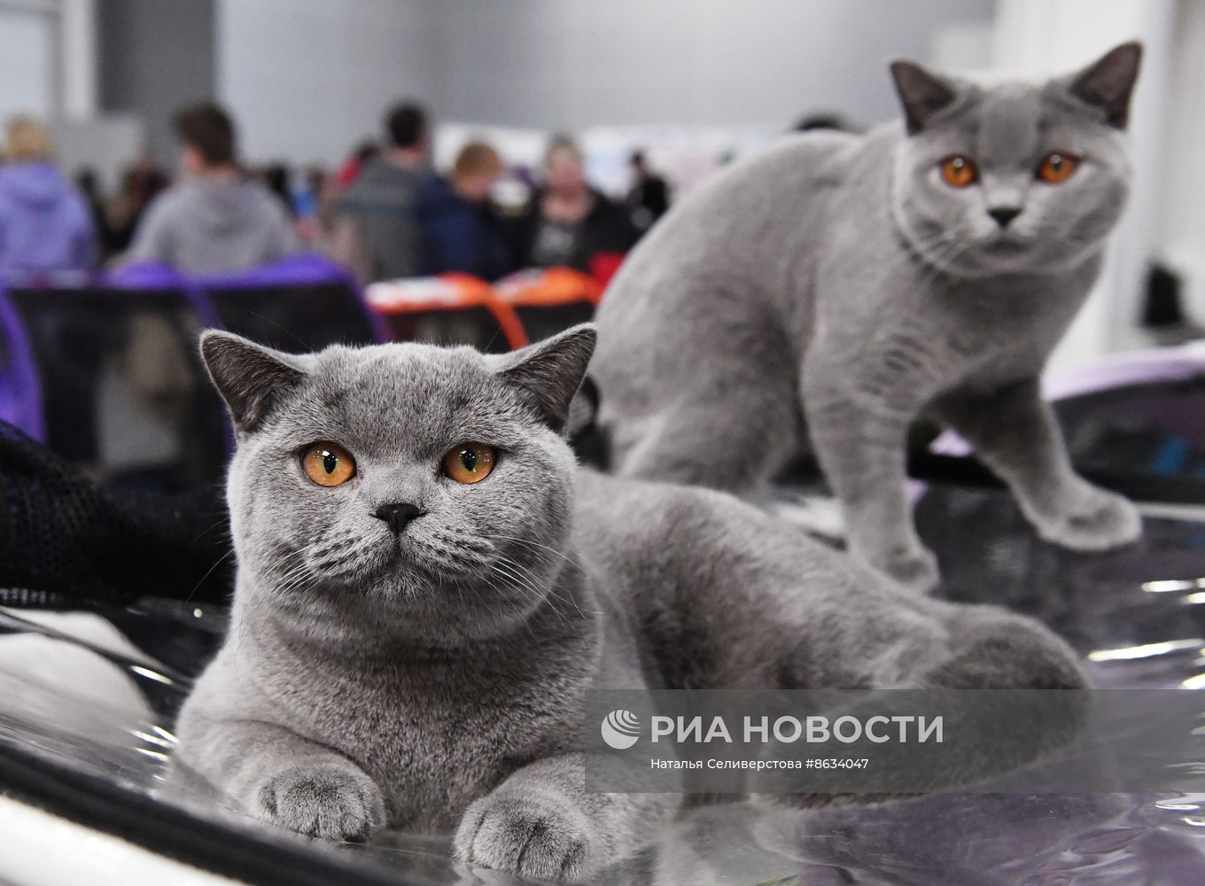 Международная выставка кошек SPRING CAT SHOW в "Крокус Сити Холле"