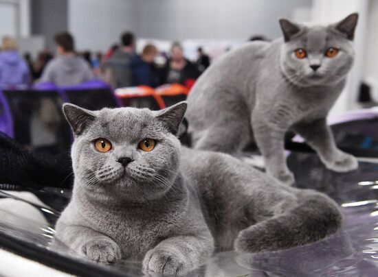 Международная выставка кошек SPRING CAT SHOW в "Крокус Сити Холле"